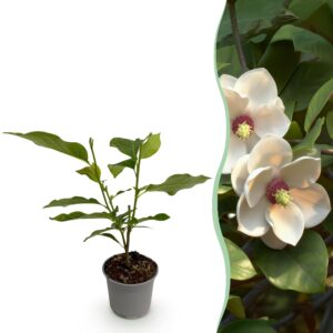 thumbnail_6000-1478.jpg Magnolia sieboldii - Bloem Wit-Rood - Bladverliezend - Weinig Onderhoud
