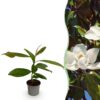 Magnolia grandiflora - Bloem Wit - Bladhoudend - Weinig Onderhoud