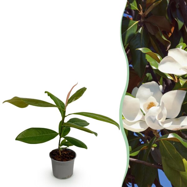 Magnolia grandiflora - Bloem Wit - Bladhoudend - Weinig Onderhoud