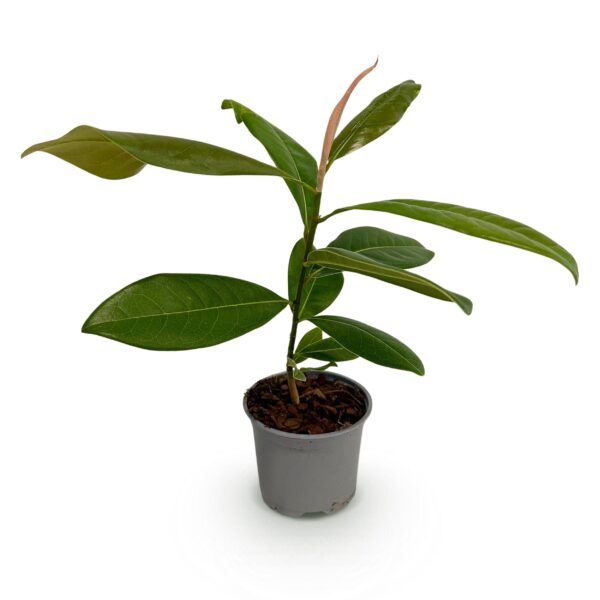 Magnolia grandiflora - Bloem Wit - Bladhoudend - Weinig Onderhoud