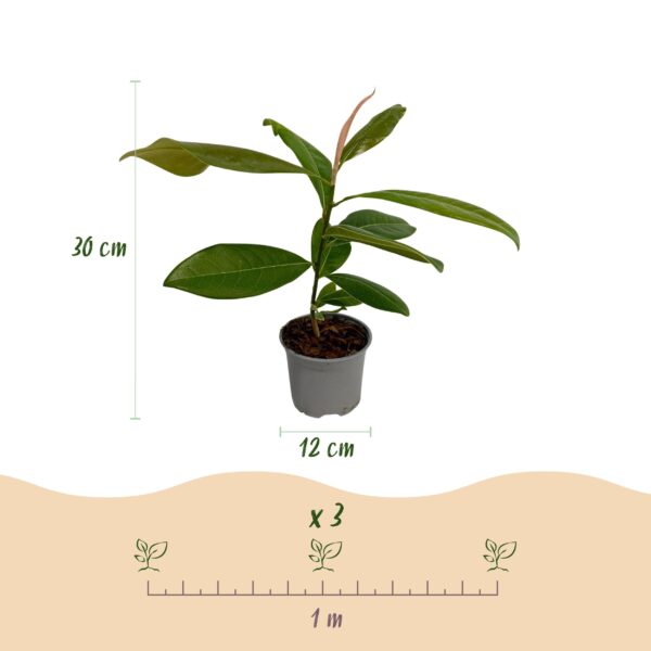Magnolia grandiflora - Bloem Wit - Bladhoudend - Weinig Onderhoud
