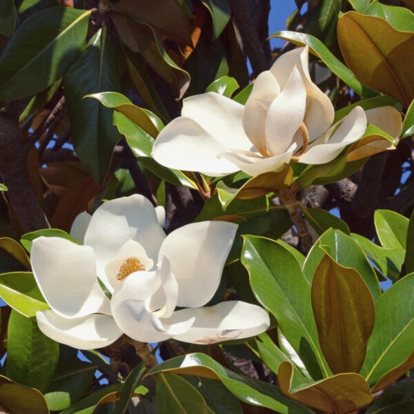 Magnolia grandiflora - Bloem Wit - Bladhoudend - Weinig Onderhoud