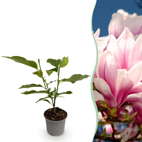 thumbnail_6000-1498.jpg Magnolia soulangeana - Bloem Roze - Bladverliezend - Weinig Onderhoud