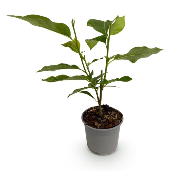 thumbnail_6000-1499.jpg Magnolia soulangeana - Bloem Roze - Bladverliezend - Weinig Onderhoud