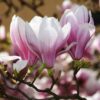 Magnolia soulangeana - Bloem Roze - Bladverliezend - Weinig Onderhoud