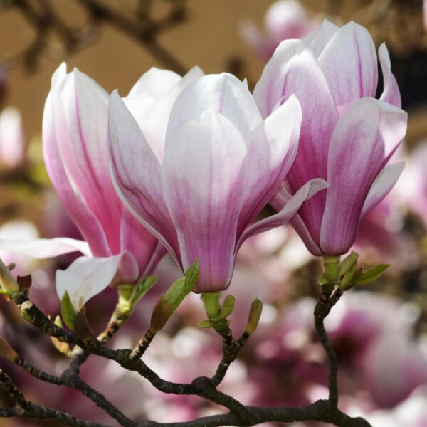 thumbnail_6000-1501.jpg Magnolia soulangeana - Bloem Roze - Bladverliezend - Weinig Onderhoud