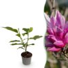 Magnolia liliiflora Nigra - Bloem Paars - Bladverliezend - Weinig Onderhoud