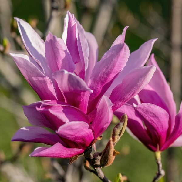 thumbnail_6000-1511.jpg Magnolia liliiflora Nigra - Bloem Paars - Bladverliezend - Weinig Onderhoud