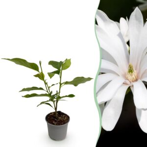 thumbnail_6000-1518.jpg Magnolia stellata Royal Star - Bloem Wit - Bladverliezend - Weinig Onderhoud