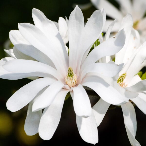 thumbnail_6000-1521.jpg Magnolia stellata Royal Star - Bloem Wit - Bladverliezend - Weinig Onderhoud