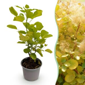 thumbnail_6000-1528.jpg Cotinus coggyria Golden Spirit - Geel - Bladverliezend - Weinig Onderhoud
