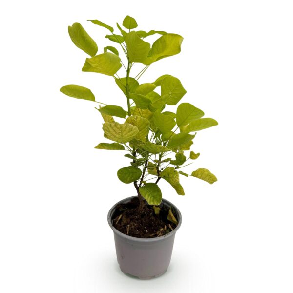 thumbnail_6000-1529.jpg Cotinus coggyria Golden Spirit - Geel - Bladverliezend - Weinig Onderhoud