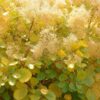 Cotinus coggyria Golden Spirit - Geel - Bladverliezend - Weinig Onderhoud