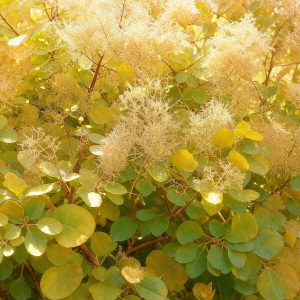 thumbnail_6000-1531.jpg Cotinus coggyria Golden Spirit - Geel - Bladverliezend - Weinig Onderhoud