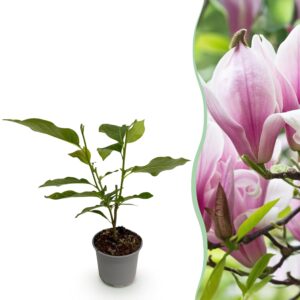 thumbnail_6000-1538.jpg Magnolia George Henry Kern - Bloem Roze - Bladverliezend - Weinig Onderhoud