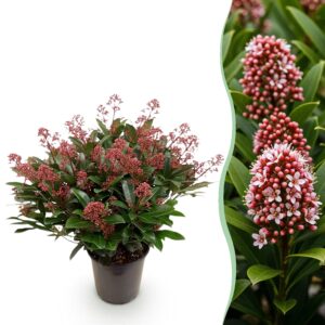 thumbnail_6000-154.jpg Skimmia japonica Rubella - Bloem Rood - 40+ Bloemen - Winterhard