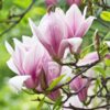 Magnolia George Henry Kern - Bloem Roze - Bladverliezend - Weinig Onderhoud