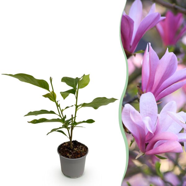Magnolia Betty - Bloem Wit - Bladverliezend - Weinig Onderhoud
