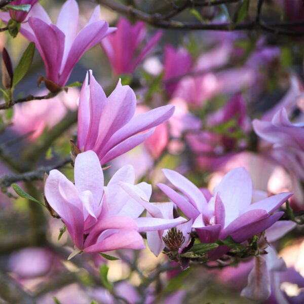 Magnolia Betty - Bloem Wit - Bladverliezend - Weinig Onderhoud