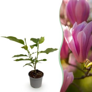thumbnail_6000-1558.jpg Magnolia Heaven Scent - Bloem Roze - Bladverliezend - Weinig Onderhoud