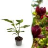 Magnolia Genie - Bloem Paars - Bladverliezend - Weinig Onderhoud