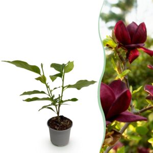 thumbnail_6000-1568.jpg Magnolia Genie - Bloem Paars - Bladverliezend - Weinig Onderhoud