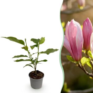 thumbnail_6000-1578.jpg Magnolia Ricki - Bloem Rood - Bladverliezend - Weinig Onderhoud