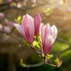 Magnolia Ricki - Bloem Rood - Bladverliezend - Weinig Onderhoud
