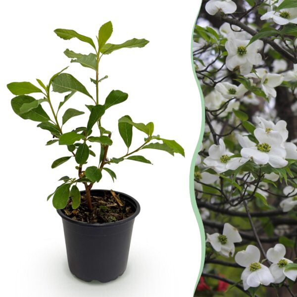 Cornus Florida - Bloem Wit-Roze - Bladverliezend - Weinig Onderhoud