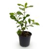 Cornus Florida - Bloem Wit-Roze - Bladverliezend - Weinig Onderhoud