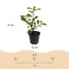 Cornus Florida - Bloem Wit-Roze - Bladverliezend - Weinig Onderhoud
