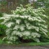 Cornus Florida - Bloem Wit-Roze - Bladverliezend - Weinig Onderhoud