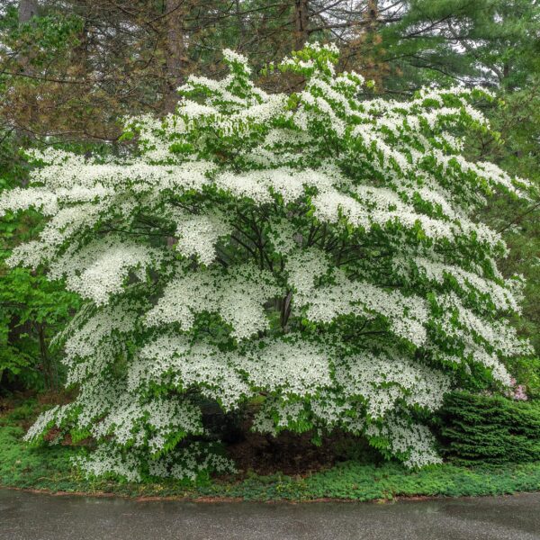 Cornus Florida - Bloem Wit-Roze - Bladverliezend - Weinig Onderhoud