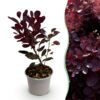 Cotinus coggyria Lilla - Paars 1 Plant - Bladverliezend - Weinig Onderhoud