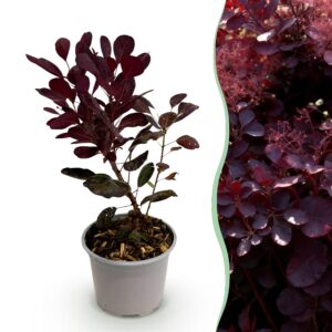 thumbnail_6000-1599.jpg Cotinus coggyria Lilla - Paars 1 Plant - Bladverliezend - Weinig Onderhoud