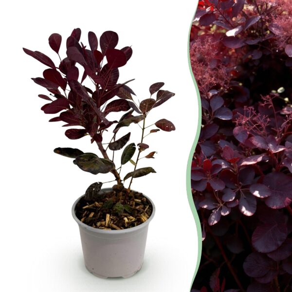 thumbnail_6000-1599.jpg Cotinus coggyria Lilla - Paars 1 Plant - Bladverliezend - Weinig Onderhoud