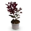 Cotinus coggyria Lilla - Paars 1 Plant - Bladverliezend - Weinig Onderhoud