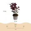 Cotinus coggyria Lilla - Paars 1 Plant - Bladverliezend - Weinig Onderhoud