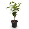 Cornus kousa chinensis - Bloem Wit - Bladverliezend - Weinig Onderhoud