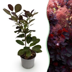 thumbnail_6000-1620.jpg Cotinus coggyria Royal Purple - Paars - Bladverliezend - Weinig Onderhoud