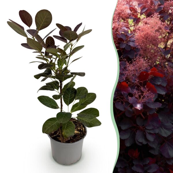thumbnail_6000-1620.jpg Cotinus coggyria Royal Purple - Paars - Bladverliezend - Weinig Onderhoud