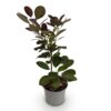 Cotinus coggyria Royal Purple - Paars - Bladverliezend - Weinig Onderhoud