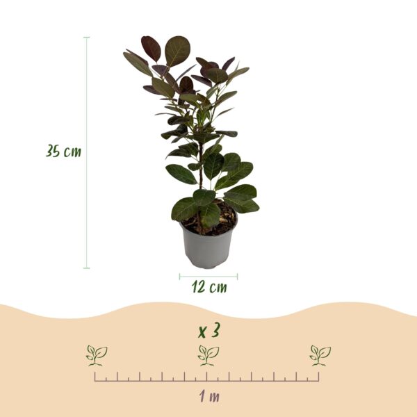 thumbnail_6000-1622.jpg Cotinus coggyria Royal Purple - Paars - Bladverliezend - Weinig Onderhoud