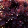 Cotinus coggyria Royal Purple - Paars - Bladverliezend - Weinig Onderhoud