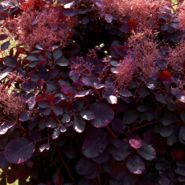 thumbnail_6000-1623.jpg Cotinus coggyria Royal Purple - Paars - Bladverliezend - Weinig Onderhoud