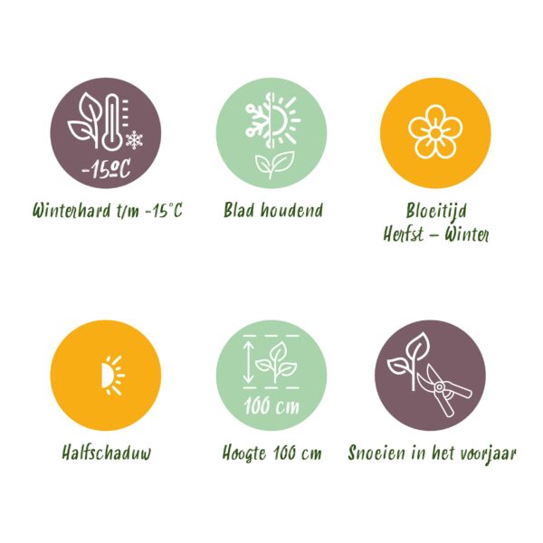 Skimmia japonica Rubella - Bloem Rood - 40+ Bloemen - Winterhard