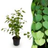 Cercidiphyllum japonicum - Groen 1 Plant - Bladverliezend - Weinig Onderhoud