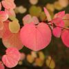 Cercidiphyllum japonicum - Groen 1 Plant - Bladverliezend - Weinig Onderhoud