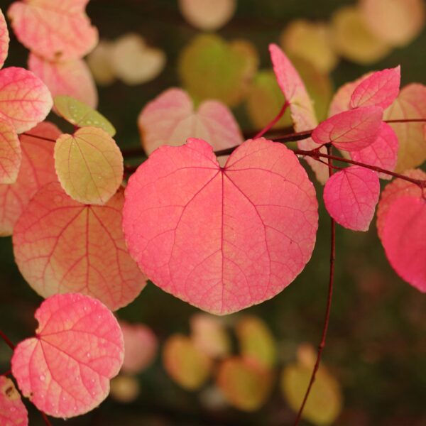 Cercidiphyllum japonicum - Groen 1 Plant - Bladverliezend - Weinig Onderhoud