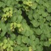 Cercidiphyllum japonicum - Groen 1 Plant - Bladverliezend - Weinig Onderhoud